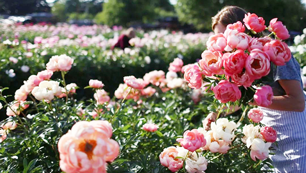 鲜花保鲜库